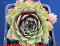 Buddhaś Eye.jpg