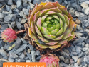 Little Pink Rosebud.jpg