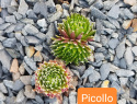 Picillo.jpg