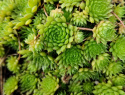 Caucaseum.jpg