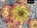Infinity.jpg Infinity.jpg
