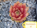 Buntstachel.jpg