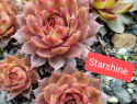 Starshine.jpg