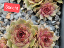 Specht.jpg