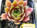 Red Rose Sunrise.jpg