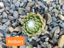 Rotbart.jpg