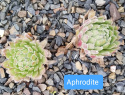 Aphrodite (2).jpg