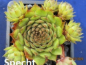 Specht.jpg
