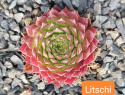 Litschi.jpg