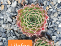Lilafee.jpg