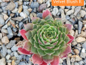Velvet Blush II.jpg