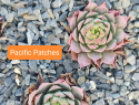 Pacific Patches.jpg