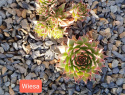 Wiesa.jpg