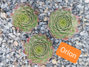 Orion.jpg
