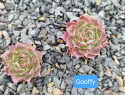 Gooffy.jpg