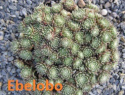 Ebelobo.jpg