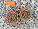 Albertine.jpg