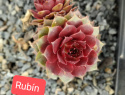 Rubín.jpg