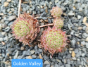 Golden Valley.jpg