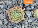 Poke Eat.jpg
