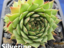 Silverine.jpg
