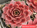 Red Rose Sunrise,.jpg