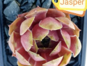 Jasper.jpg
