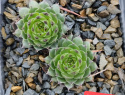 Calcareum leden.jpg
