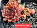 Downland Queen.jpg