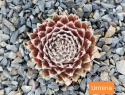Urmina.jpg