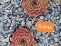 Salina.jpg
