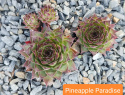 Pineapple Paradise.jpg