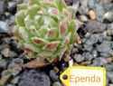 Ependa.jpg