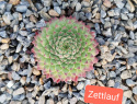 Zettauf.jpg