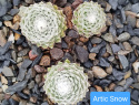 Artic Snow (2).jpg