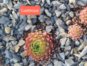 Lustrous.jpg