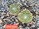 Zilver Meer.jpg