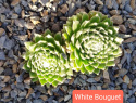 White Bouguet.jpg