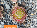 Korspel Lady.jpg