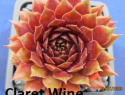Claret Wine.jpg