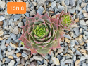 Tonia.jpg