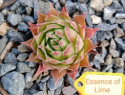 Essence of Lime.jpg