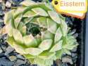 Eisstern.jpg