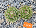 Matifu.jpg