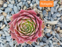 Rotspitz.jpg