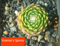 Kramer's Spinra.jpg