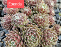 Ependa.jpg