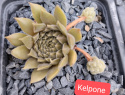 Kelpone.jpg