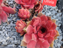 Oliovia.jpg