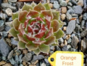 Orange Frost.jpg